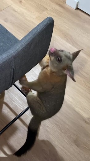 Shazz Possum Walking Adventure