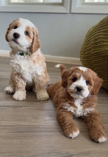 Australian Labradoodle Breeds in Waco, TX