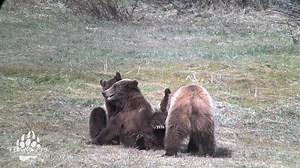 62K views · 7K reactions | On their last afternoon together as a family 3 of Grizzly 399's 4 cubs enjoy a few minutes of play on a warm spring day. It is appearing increasingly likely that the males have indeed dispersed outside the park while one uncollared sub adult has remained in the area. | Team 399 | Facebook