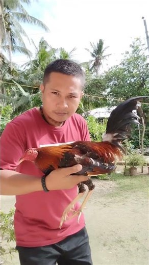 Spangled Rooster2 #chicken #rooster #gallos #ayam #manok #gamefowl