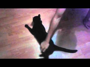 spinning cat - they see me rollin' super funny cat video