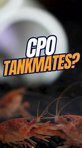 2.8K views · 39 reactions | You might hear crayfish and think you...