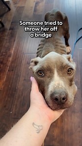 549K views · 31K reactions | Watch her get chunkier and get used to the vacuum (and a bubble machine) 勺 We talked to Emily about helping Star overcome her fears one by one until she wasn't scared anymore, and how she's still looking for the perfect family! | The Dodo | Facebook