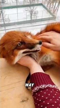 The laughing fox #fyp #foryou #viral #shorts #animals #cute