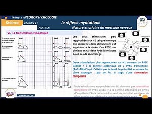 19_The myotatic reflex: Temporal summation