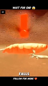 What Happens When the Termite Queen Dies? 🐜👑😱 . VC:- deadlynest . When the termite queen dies, the colony doesn’t collapse instantly—but chaos begins. Worker termites sense the loss and start emergency plans. Some nymphs transform into replacement queens, while others fight for dominance. If a new queen rises in time, the colony survives. If not, reproduction stops, the population shrinks, and the entire termite kingdom slowly fades into extinction. Nature’s insect empires are more fragile th