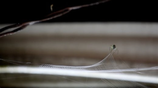 Free video - Spider, Web, Cobweb, Archnid