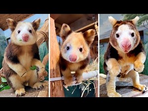 Tree Kangaroo 🌳 A Kangaroo That Climbs Trees?