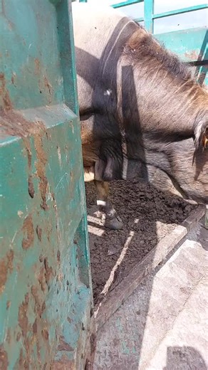 Vidéos de AGRI-71 (@matagri71) avec son original - Heisenberg