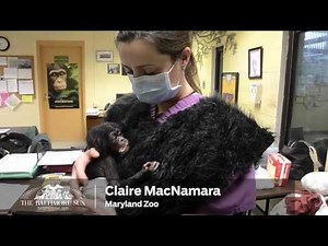 Baby Chimp Finds New Home in Tampa