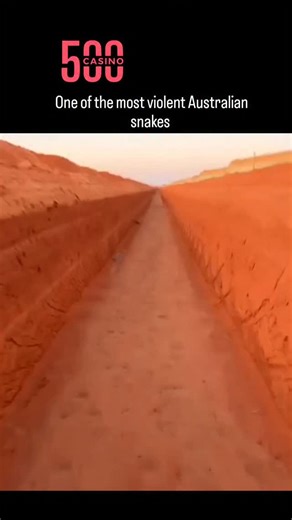Buzz_Decode🔵 on Instagram: "The post showcases a 24-second video of a black-headed python (Aspidites melanocephalus) repeatedly striking at a fauna spotter catcher rescuing it from a drainage ditch in arid Australian terrain, captured with exclamations like "don't you bite me" highlighting the snake's defensive posture. Labeled "one of the most violent Australian snakes," the species is actually a non-venomous constrictor known for its docile nature and diet of venomous reptiles; peer-reviewed 