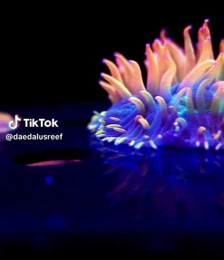Daedalus Reef on TikTok