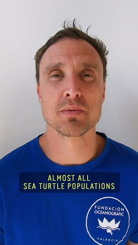 Nathan Robinson's Turtle Cam Reveals Social Sea Turtles and Urges Ocean Conservation