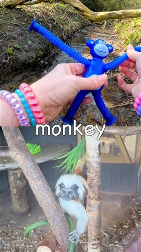 Animal Names to Learn at the Stream for Kids: Monkey Iguana Rhino Owl Snake