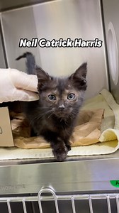 35K views · 2.6K reactions | Wanted: kitten snugglers! We’ve got some...