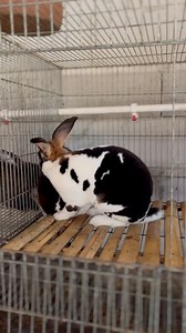 72K views · 139 reactions | Rex rabbit.. broken black #petgrief #petadoptions #petloss #petmemorial #petlove #PetMemories #petfriendly #petsearch #rabbit #rabbitworld | Rizki Santosa | Facebook