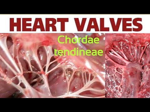 Chordae tendineae,Valves of the heart(Tricuspid, Bicuspid, Eustachian, thebasian),Papillary Muscles.