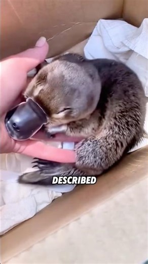 This platypus purrs like thunder! 🦦 #animals #science #shortfeed #funny #platypus