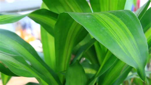 Mass Cane Plant: Care and Growing Tips