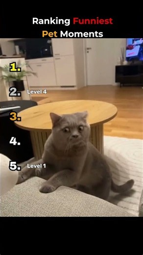 Ranking the Funniest Pet Moments 🤣 #funny #shorts