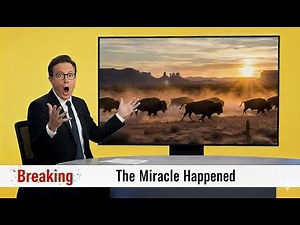 America Walked Away From Hundreds of Bison… 10 Years Later, No One Could Believe This