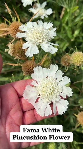 Harvesting Pincushion Flower seeds! 🌿