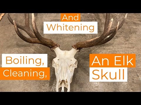Boiling, Cleaning & Whitening a Big Bull Elk Skull