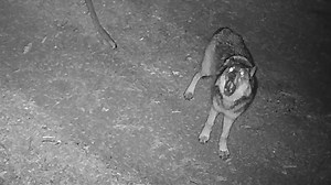 It's #WolfAwarenessWeek and if you've been following us for a while, you know we've been fiercely fighting for years to protect America's wolves. We’re working on multiple fronts to ensure a real future for this iconic species: 🔸 Working to bring federal protections to all wolves, including in the northern Rocky Mountains. 🔸 Fighting state-by-state against plans to hunt, trap and poison wolves. 🔸Expanding and activating a powerful grassroots network to speak out for wolves across the country.