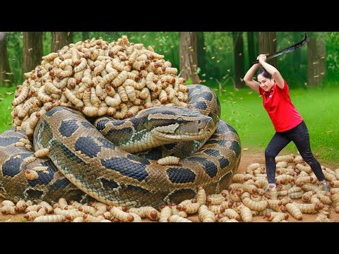 Catching Anaconda Caterpillar & Go to Market Sell | Giant python swallows millions caterpillars