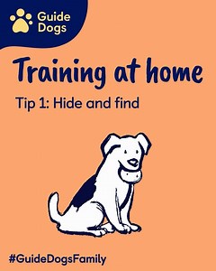7.2K views · 173 reactions | Looking for ways to keep your dog occupied at home right now? #GuideDogsFamily is here to help! First up in our training series is 論… Tip 1: Hide and Find This is a great way to let your dog release physical energy and use their brain to find a hidden object.  For other tips visit: https://bit.ly/2XpfcMH [Visual Description: Animated video with text and dog on screen showing tip instructions] | Guide Dogs UK | Facebook