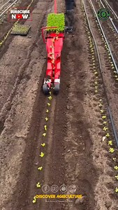 21K views · 93 reactions | Did you know that vegetable planting...