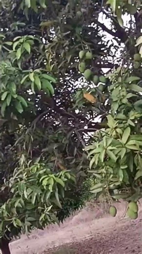 This mango grove looks so beautiful and serene# The sky is calm and cool, and the atmosphere here