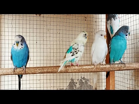 6 Hr Budgies Chirping Talking Singing Parakeets Sounds Reduce Stress , Relax to Nature Bird Sounds