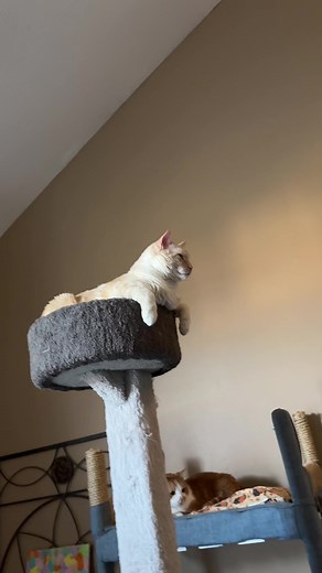 #hiherbert #hiherbsoffical #hiherbertmeme #herbert