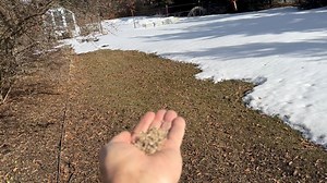The season for interacting with our little chickadee buddies has finally arrived! This short video shows Bill feeding a mountain chickadee with shelled sunflower seeds. Boy does she love those! She likes to stash them here and there in our yard for snacking on later. The mountain chickadees tend to be a bit more friendly than the black-capped chickadees. We are looking forward to another season of having fun encounters with them! | Susan Mulvihill