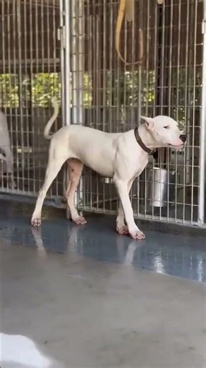 Pups 🐶 learning to give to pressure and relax when tied but this is important.