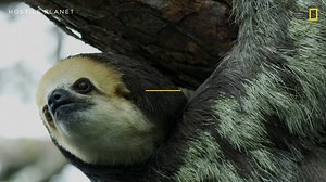 7.8K views · 413 reactions | Eat, sleep, swim, repeat... These sedentary sloths sure know how to take it slow 殮 #natgeowild #hostileplanet #secretlives #threetoedsloths | National Geographic Animals | Facebook