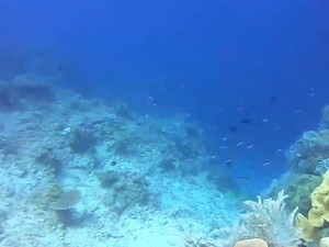 26K views · 321 reactions | red snapper spearfishing | Fishing Videos | Facebook