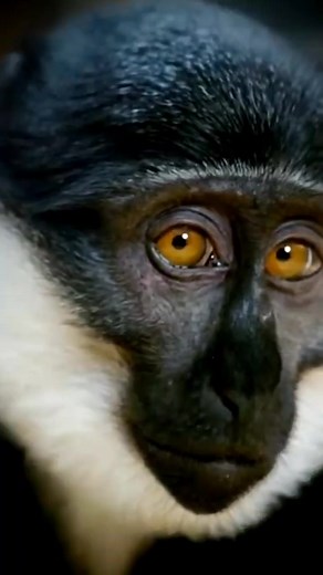 Monkey Slaps Squirrel - Primate Animal Encounter