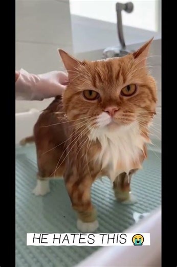 Angry Wet Cat’s Most Reluctant Bath Ever