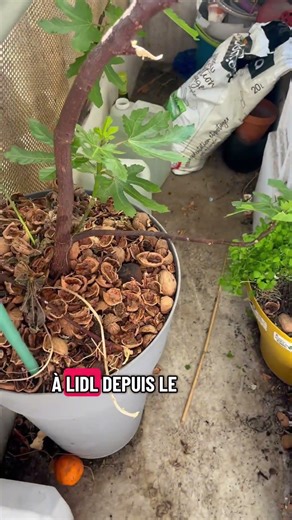 5 trees to grow in a small space 5 easy plants to grow on your balcony #garden