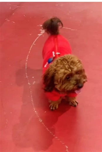 This dog is looking for its owner #dogsoftiktok #fyp