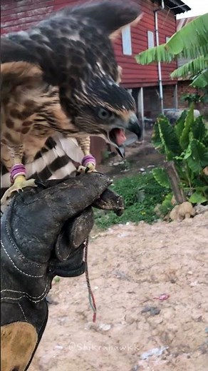 ⚡ 10-Meter Flight Feast! Crested Goshawk Catches & Eats on the Wing