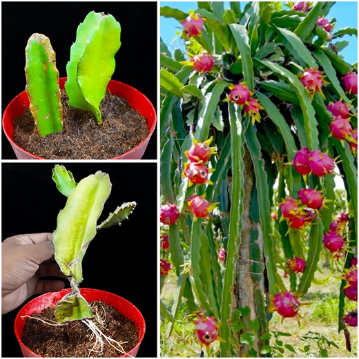 20K views · 107 reactions | How to propagate dragon tree from dragon tree cutting | Plant it in home | Rana Craft | Facebook