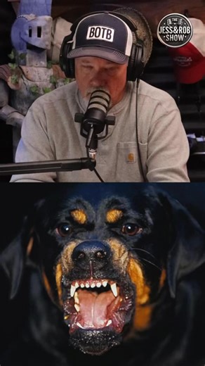 44K views · 759 reactions | Rottweiler vs African wild dog. 1V1 who WINS? #Rottweiler #vs #african #wild #dog | The Jess and Rob Show | Facebook