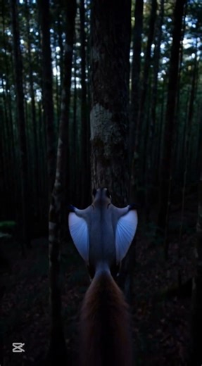 🐿️ Flying Squirrel Cam: Night Gliding Through the Forest | Animal POV