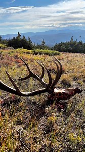 Field dressing a big bull elk by yourself is a chore… If the weather allows it, I like to take a break and take it all in. #elkhunting #wildbornoutdoors #elk | Wild Born Outdoors