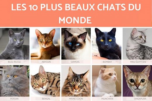 LES 10 PLUS BEAUX CHATS DU MONDE