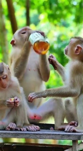 This Monkey Shouldn’t Be Drinking… But He Did.