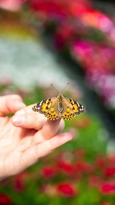It is so easy to raise Butterflies with our Butterfly Farm Kits! Just get your kit, plug in your code online & 5 little caterpillar babies will be mailed to your home. 🐛 They'll come with all the food they need and with eat & grow & grow & grow for about 7-10 days until they cocoon. About another 7-10 days later, they'll emerge as beautiful butteflies and can be released in your garden! This is a wonderful project for little kiddos to discover the exciting world of pollinators and the beautiful